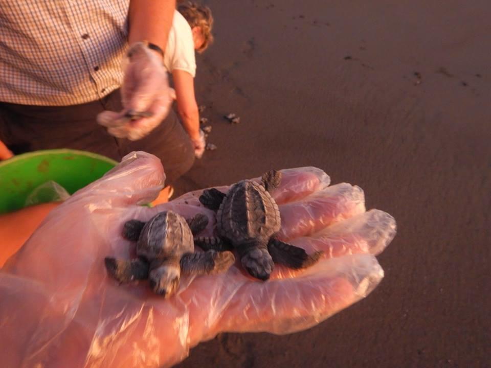 Plumita Pacifica Lägenhet Playa Junquillal Exteriör bild