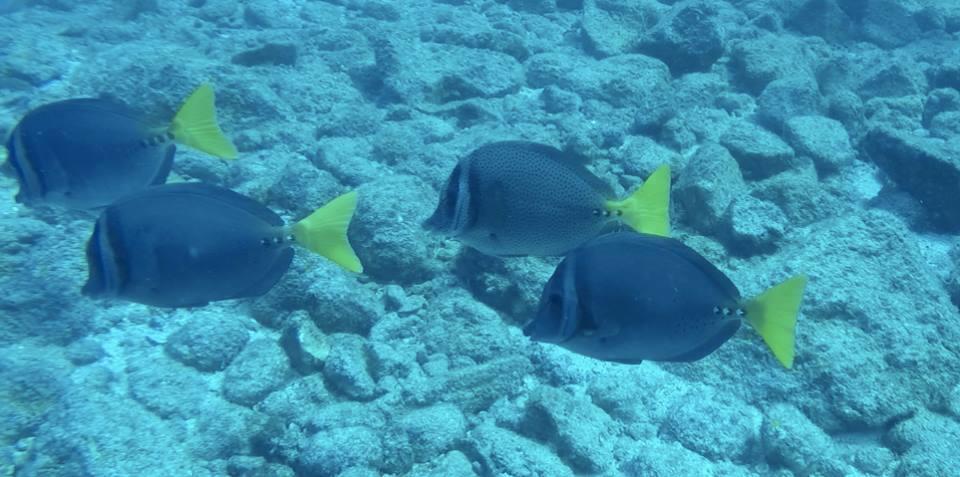 Plumita Pacifica Lägenhet Playa Junquillal Exteriör bild